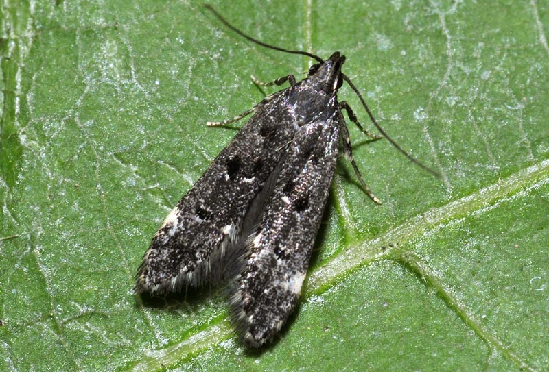 4 Gelechiidae - Dichomeris alacella